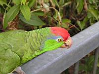 Amazone a joues vertes, Amazona viridigenalis (Photo F. Mrugala) (8)
